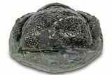 Long, Curled Morocops Trilobite - Morocco #323221-2